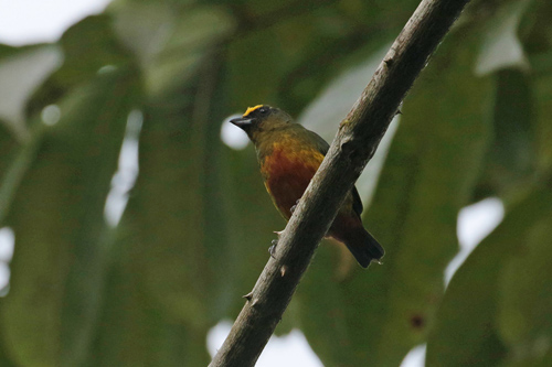 Olive-backed Euphonia